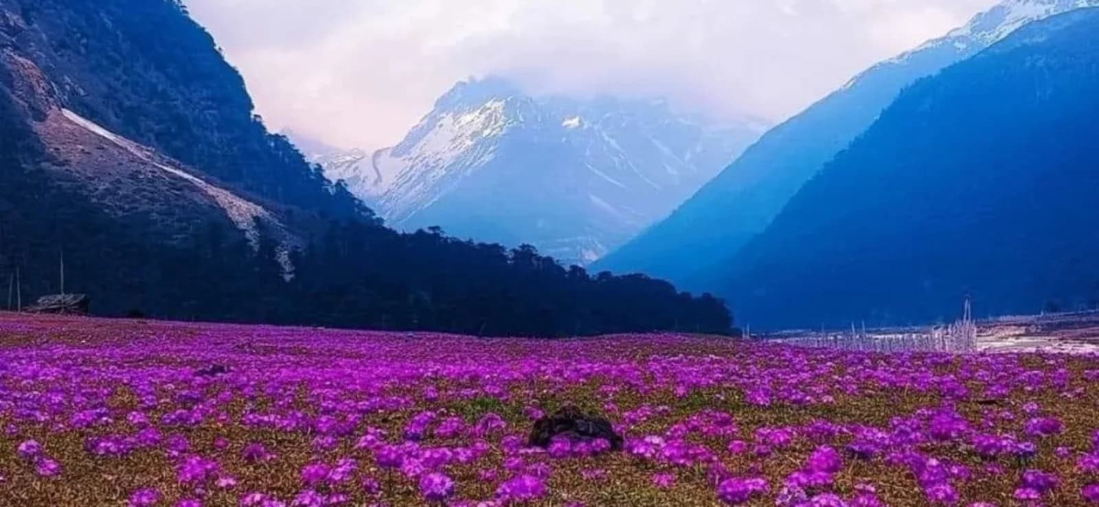 4 Nights / 5 Days North Sikkim Tour Package (Lachen & Lachung)